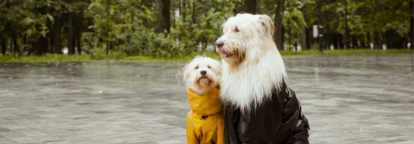 Leptospirosis : Cautious when walking your dog after typhon/heavy rain
