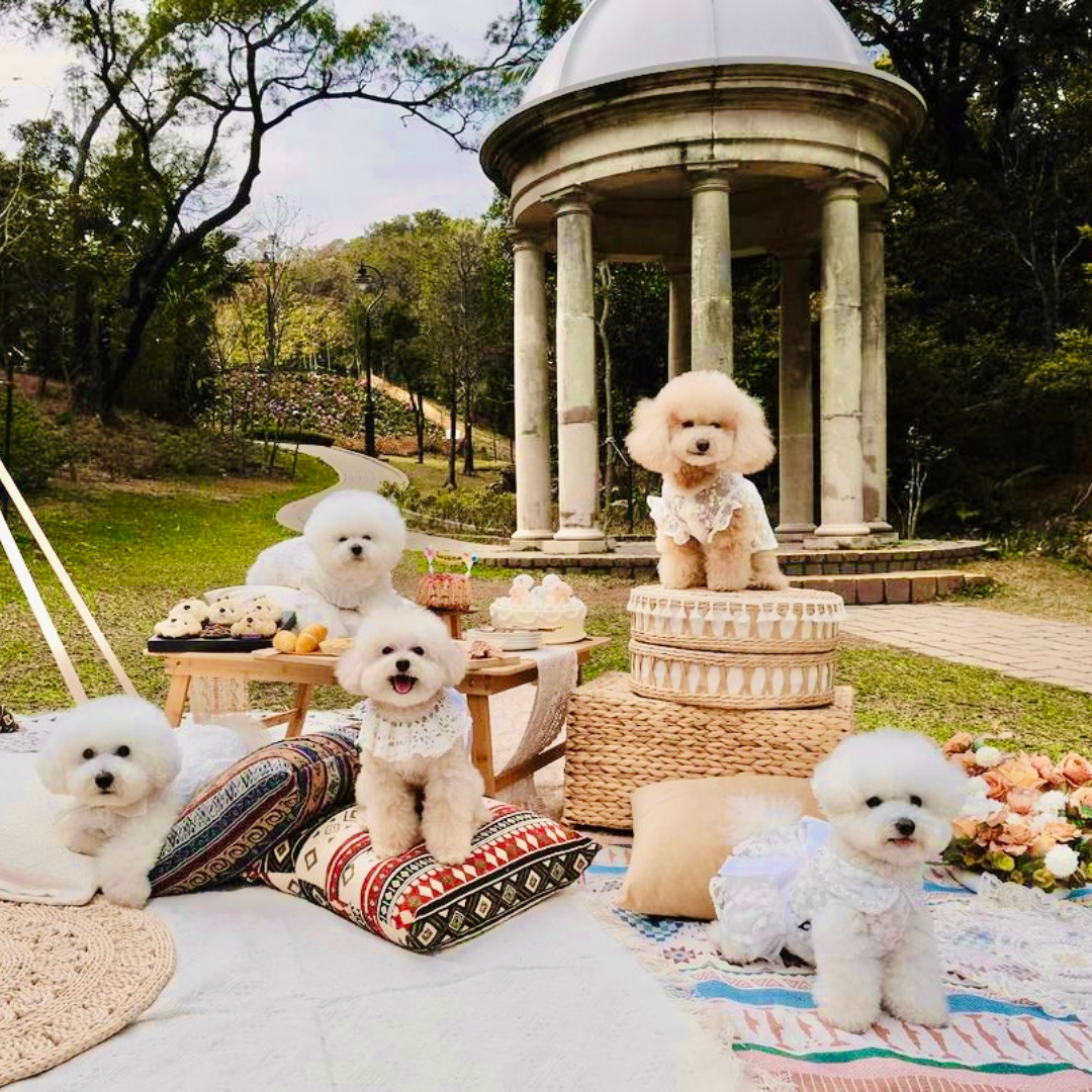 Picnic with Pets｜9 Top Picnic Hotspots in Hong Kong + Picnic Gear Recommendations