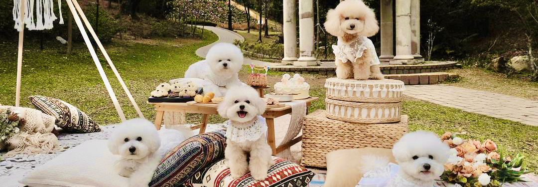 【Latest version for 2023】Picnic with Pets｜11 Top Picnic Hotspots in Hong Kong + Picnic Gear Recommendations