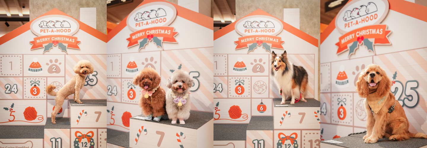 PET-A-HOOD is in K11 MUSEA | TAMARART Christmas Charity Photo Shoot + Pet Bow Tie Charity Sale
