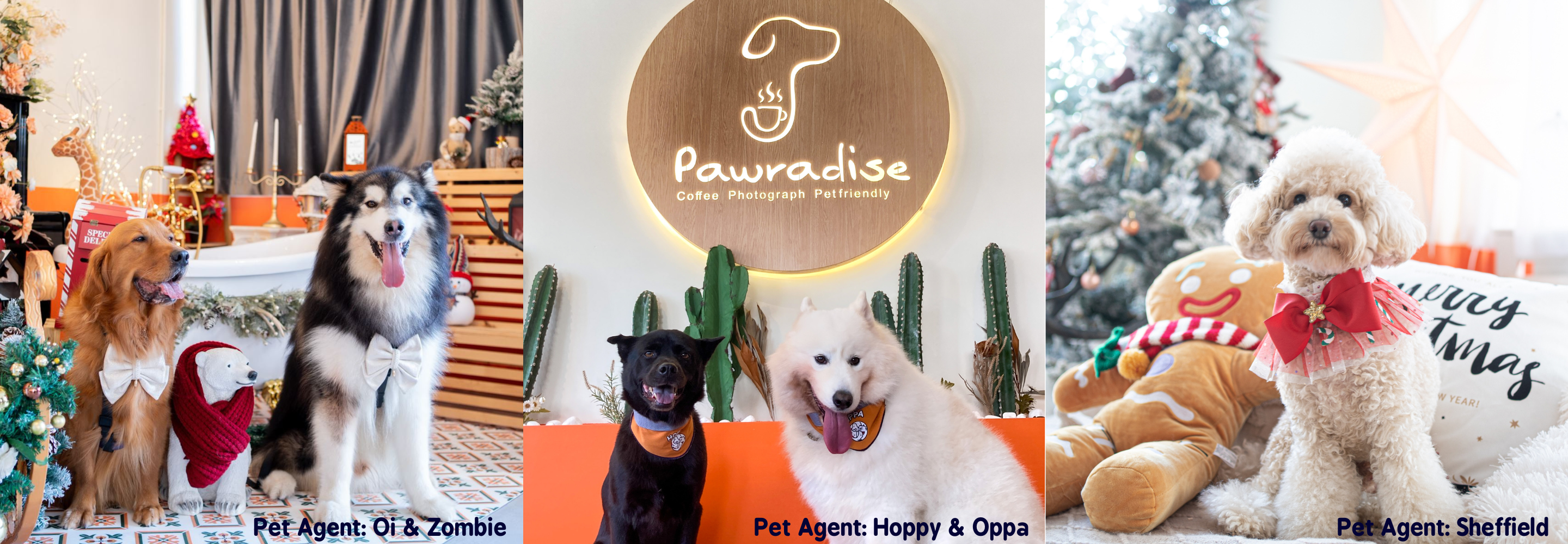 Pawradise - Hot 3000sq ft Shared Pet Party Place in Chai Wan is newly launched + PET-A-HOOD Member Limited Offer