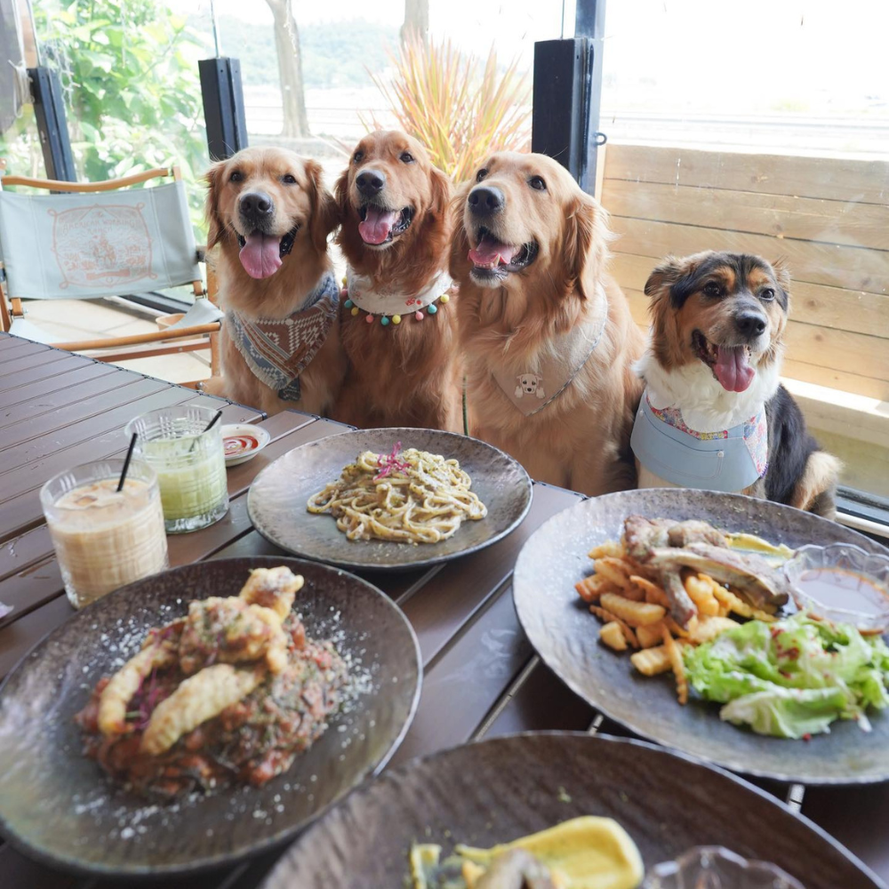 Top 8 Large-Dog Pet-Friendly Restaurants + Exclusive Discounts for PET-A-HOOD Members