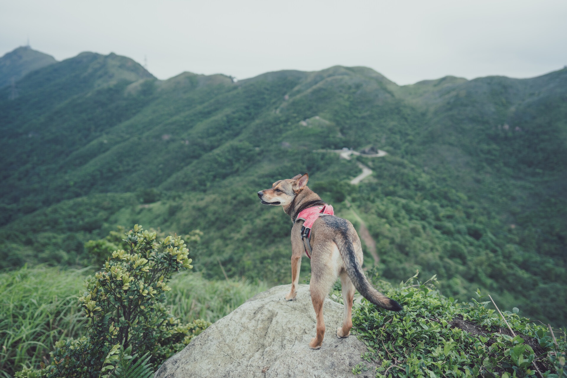 【Latest version for 2023】Hiking with your Dog | Top 10 Hiking Trails in Hong Kong