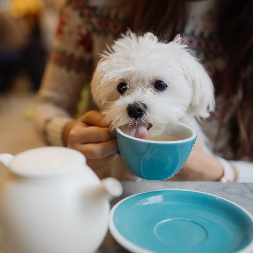 Hong Kong to Ease Dog Entry into Restaurants after 1 Year?