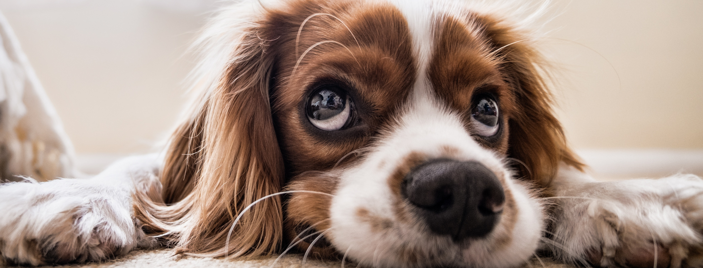你家的狗狗也需要葉黃素，從頭認識葉黃素