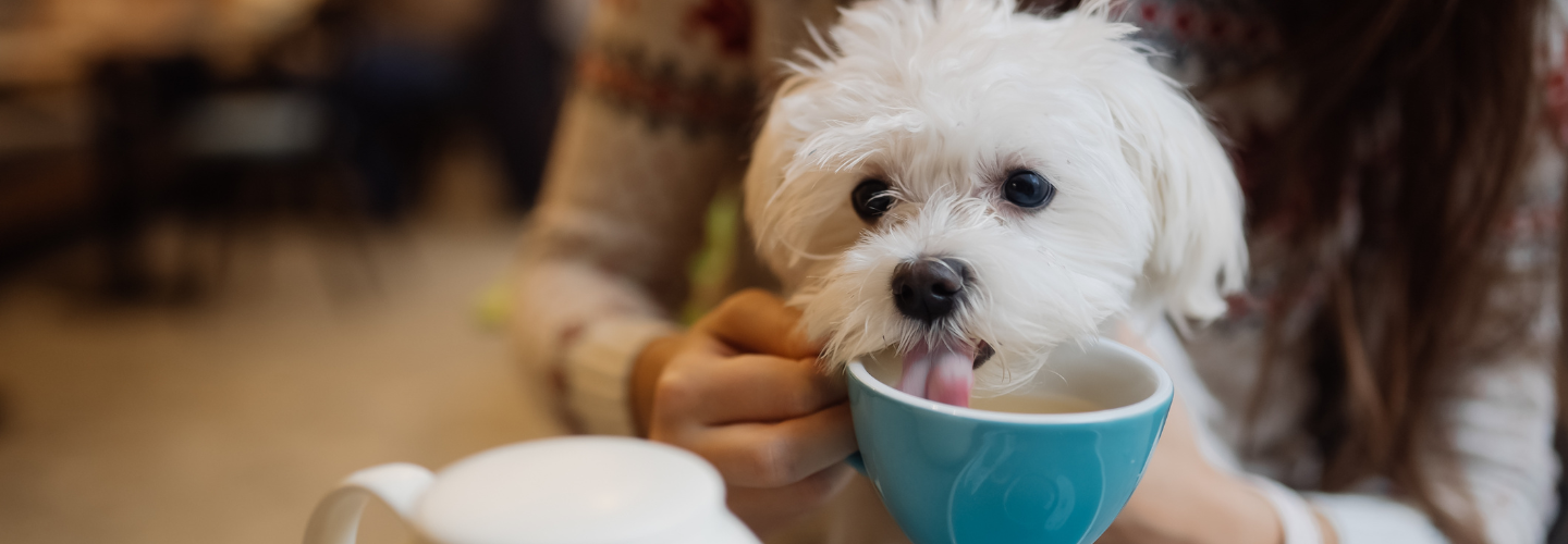 Hong Kong to Ease Dog Entry into Restaurants after 1 Year?