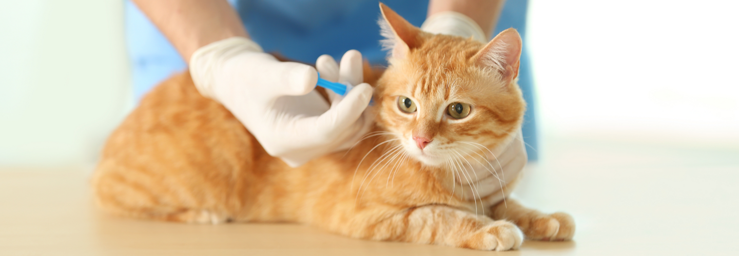 Helping Your New Cats or Dogs to a New Home ｜Vaccination and Body Check Edition