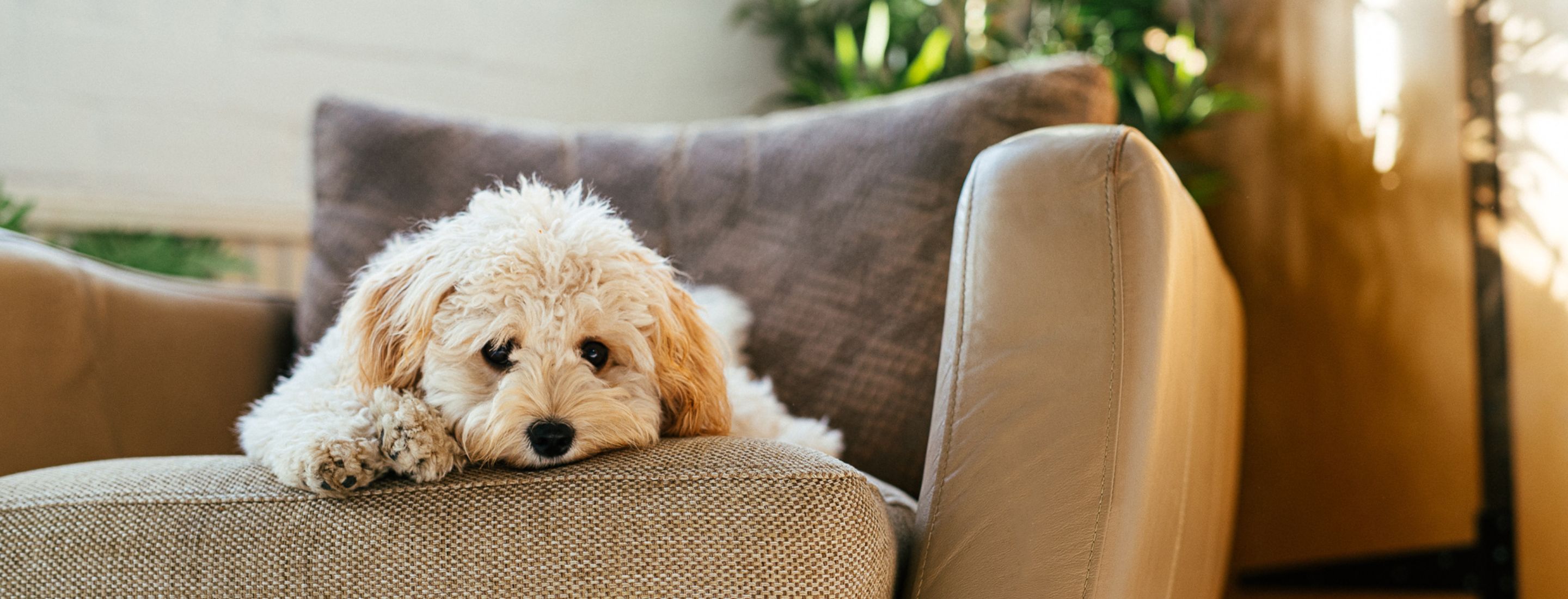 Home activities on rainy days｜Burn your dog's energy with indoor activities