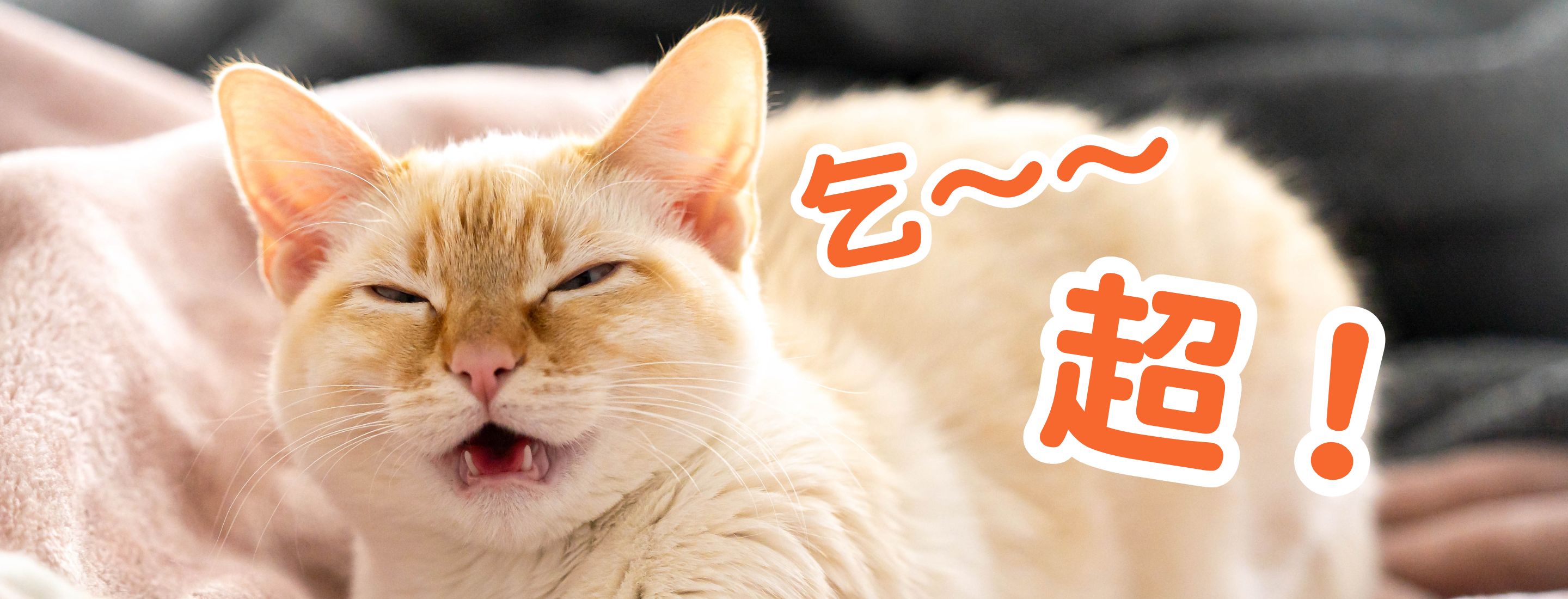 Should you consult a doctor if your cat sneezes? Here's why cats sneeze and how to prevent!