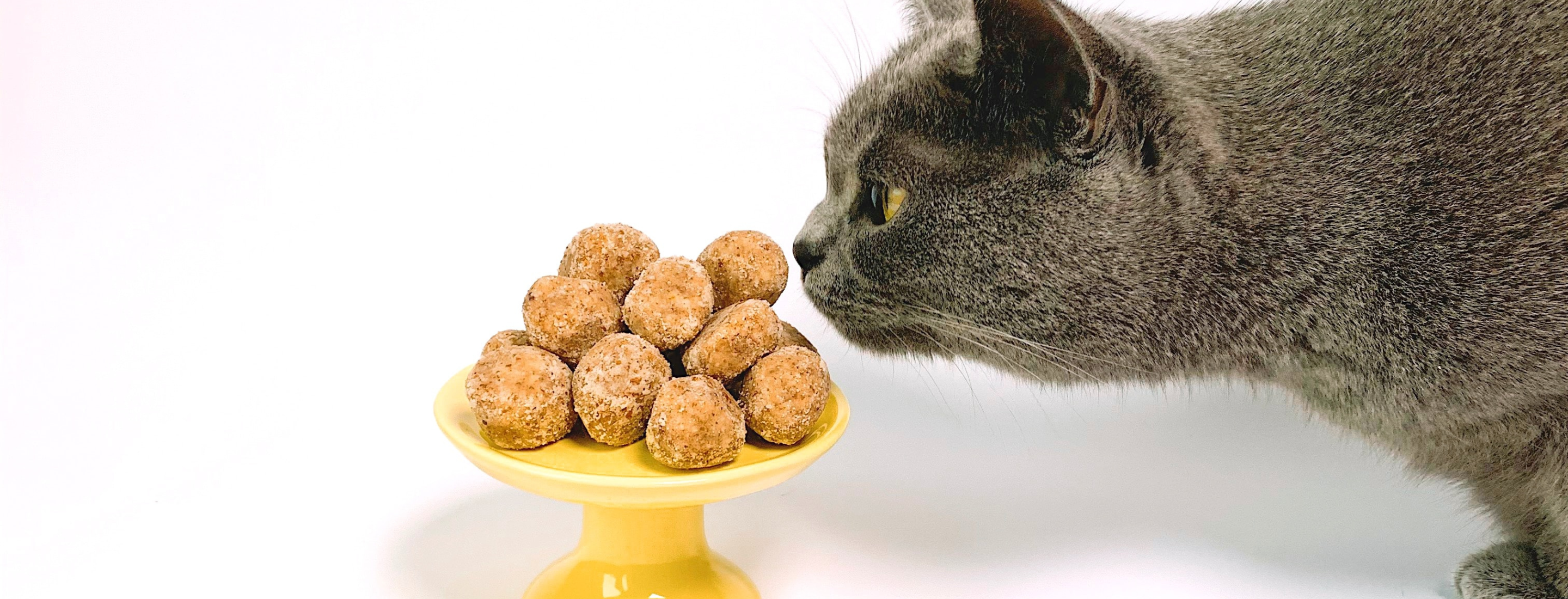 Foods That Must Keep Away From Cat