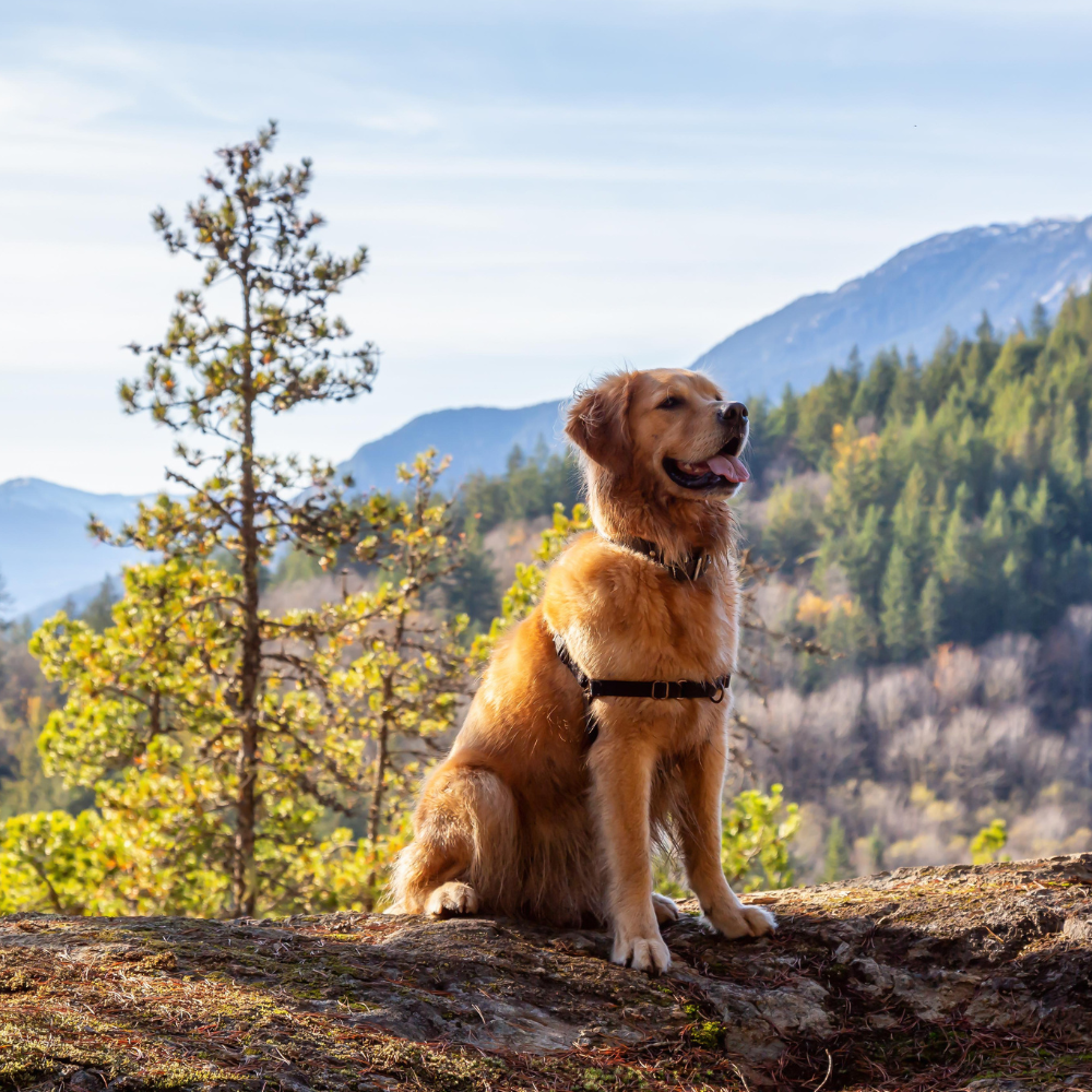 Hiking with your Dog : 6 Essential Safety Tips
