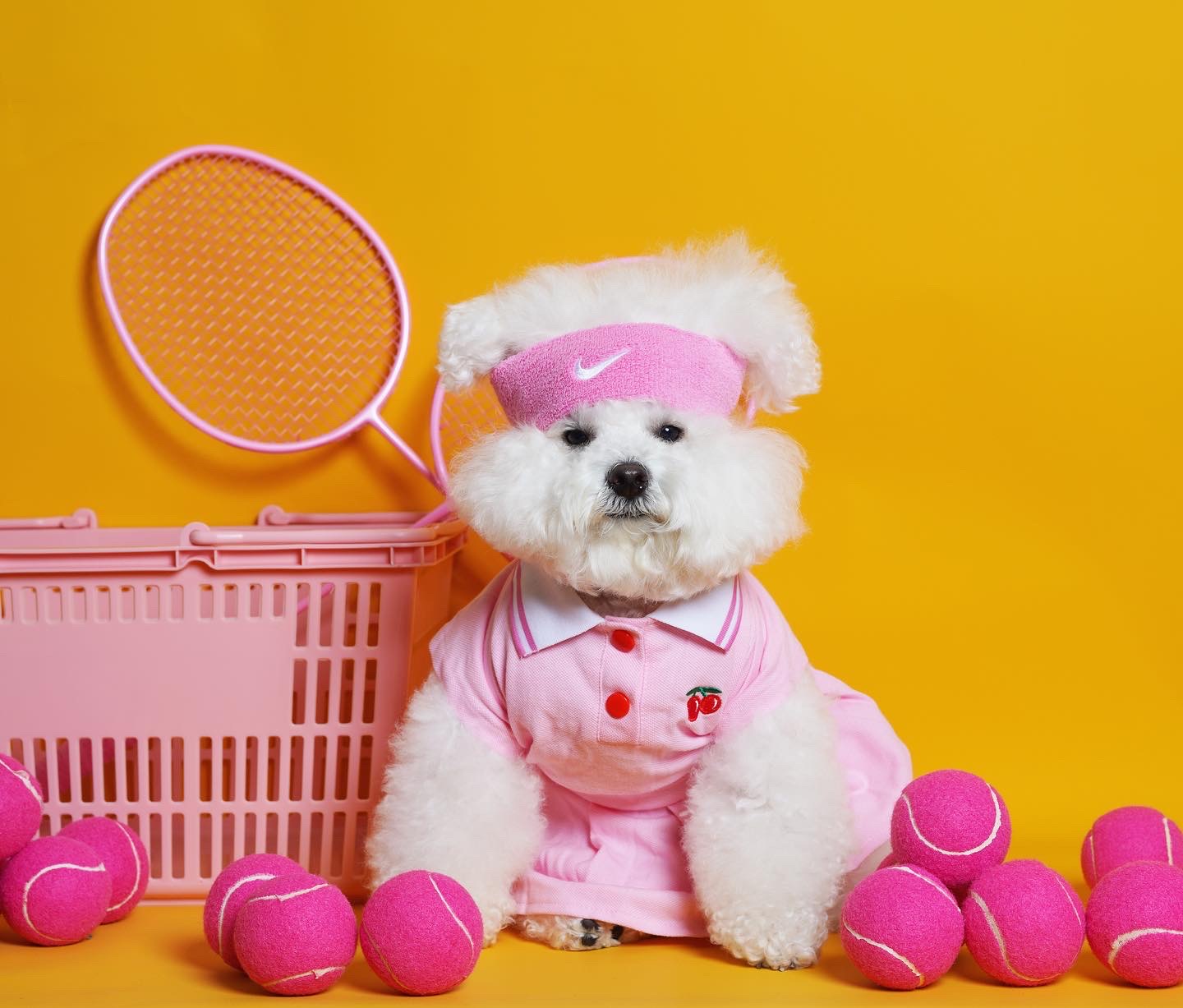 Pet fashion brand | Ultimate luxurious | Five High-End Fashion Brand With Pet Accessories