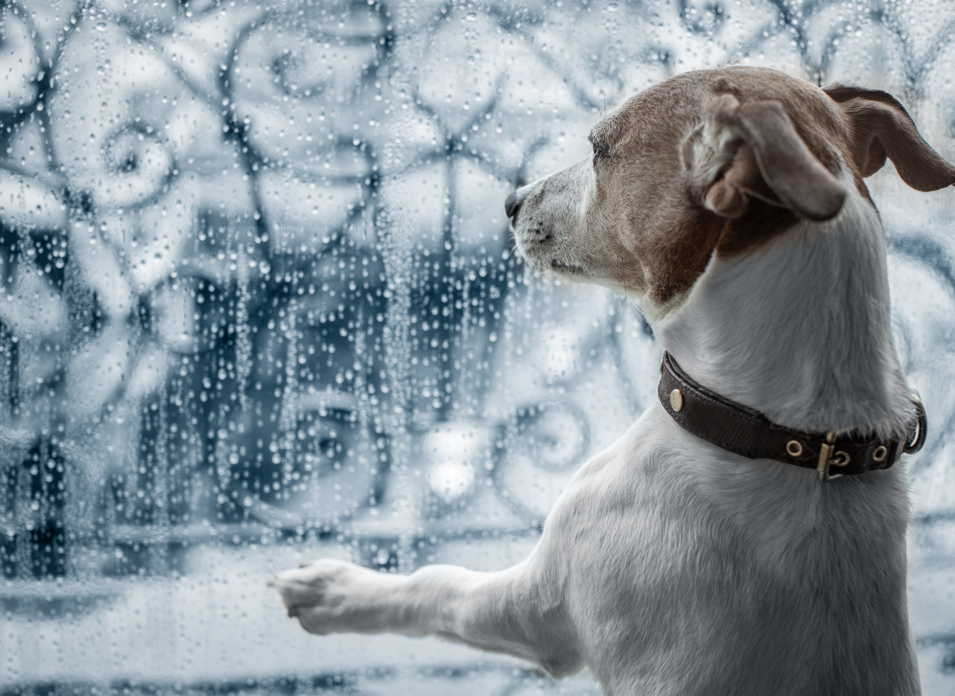 3 Tips from veterinarian to prevent skin problem of your pets during humid season