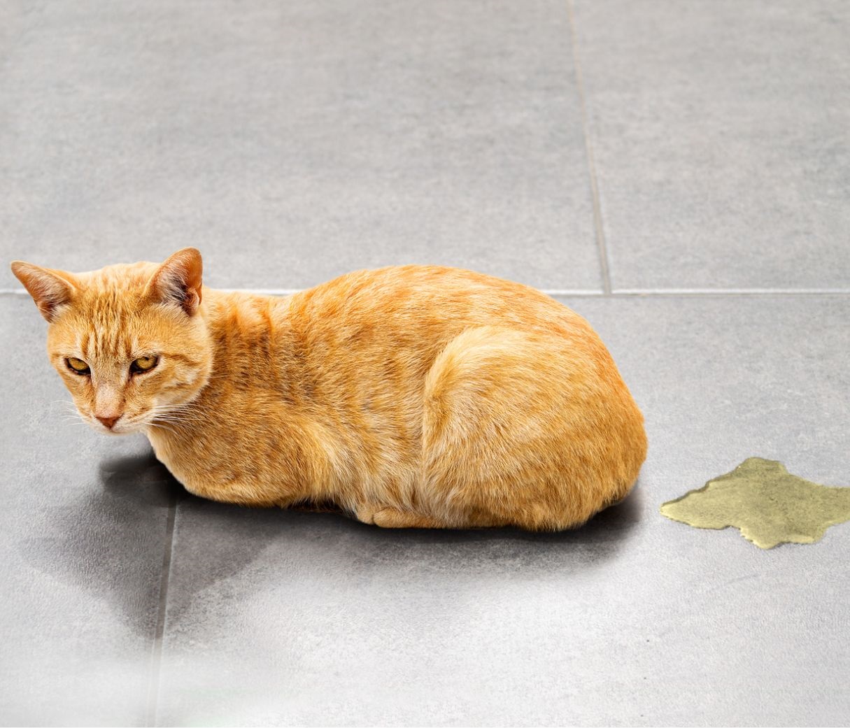 貓星人為什麼就是不肯用貓砂盆便便？