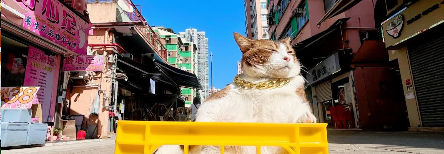 Top 5 Shop Cats in Hong Kong