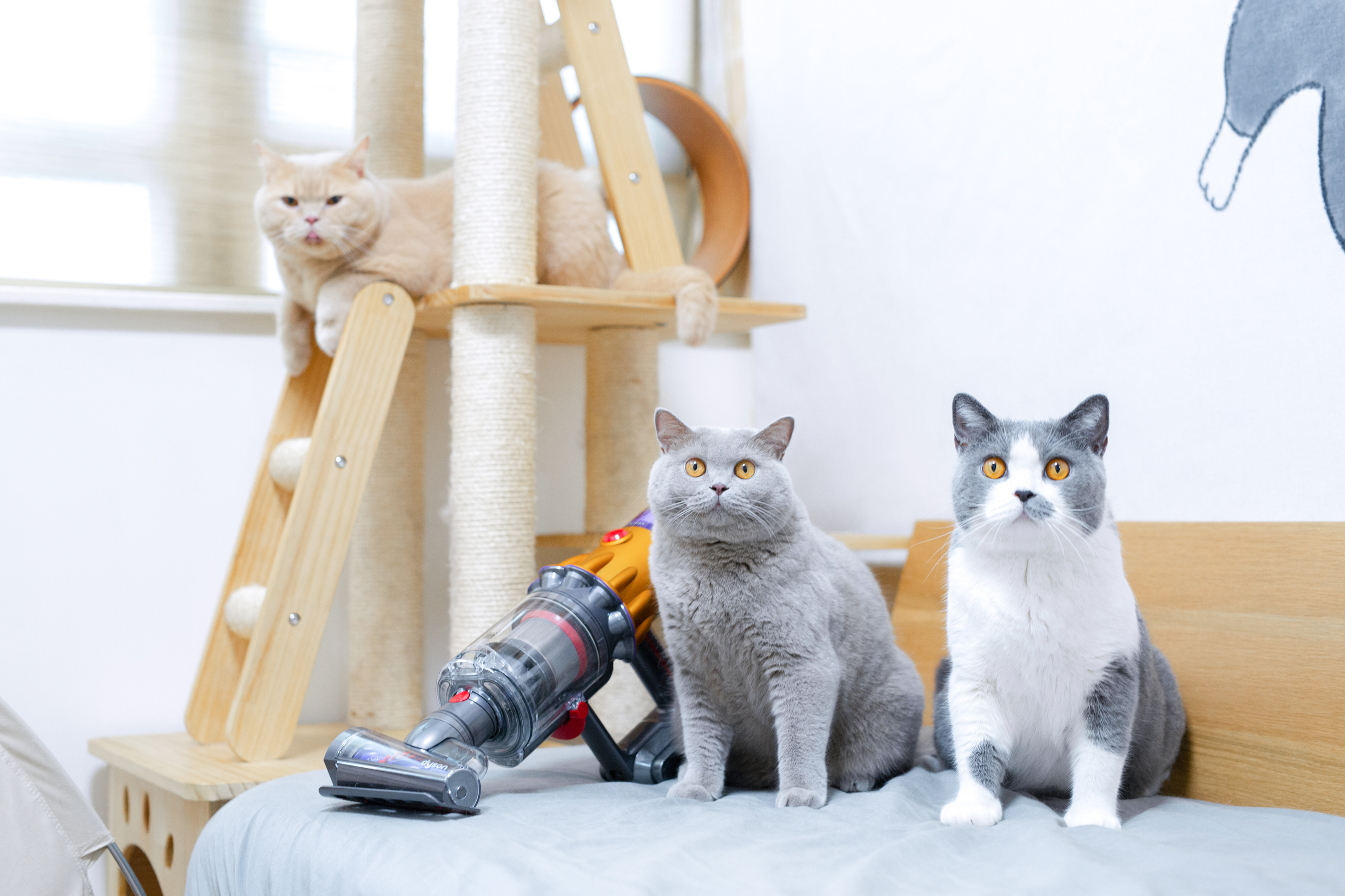Dyson Perfect Pet Home | Tips for create a tidy and perfect home to prevent allergens