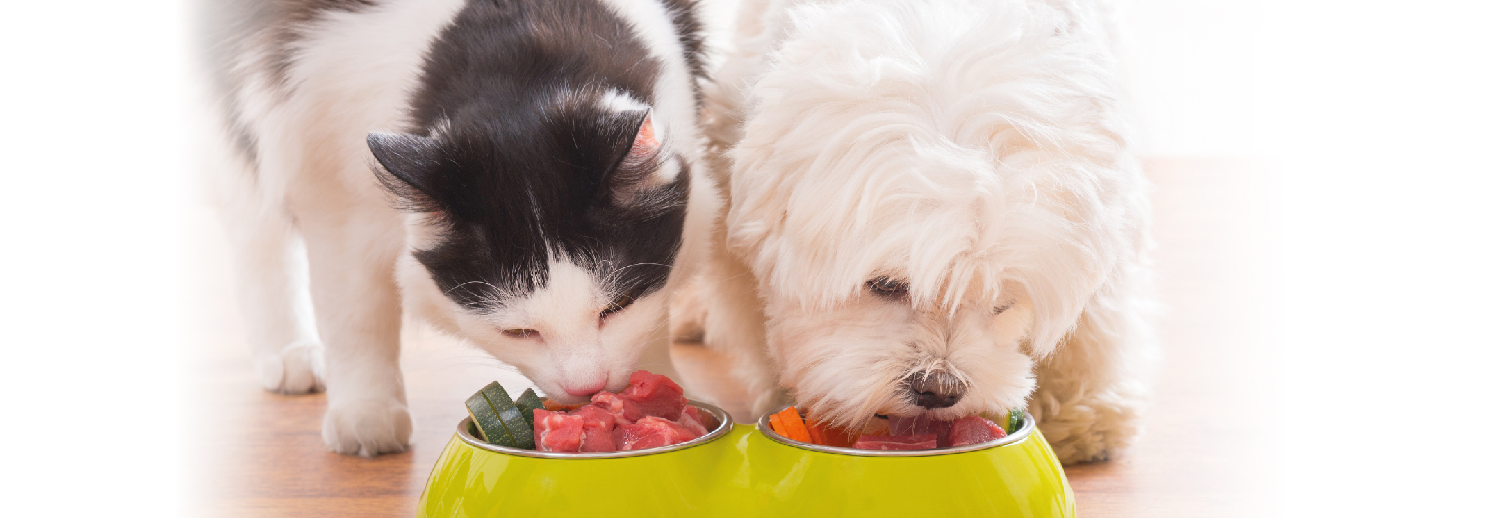 滿足貓狗食慾！  對寵物有益的鮮食