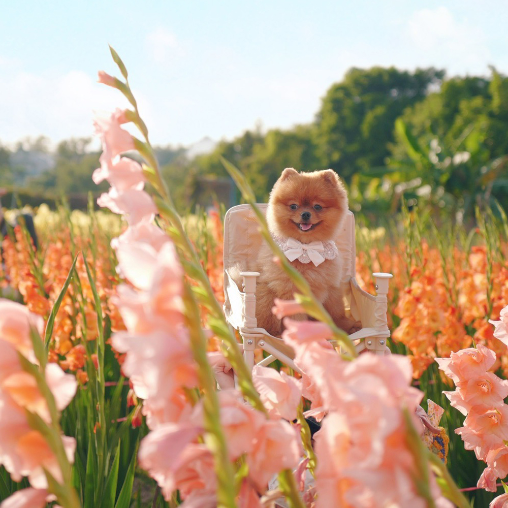 Flower Viewing with Pets｜Top 5 Flower Viewing Spots in Spring + Timetable （Include guide about Poisoned Flower)