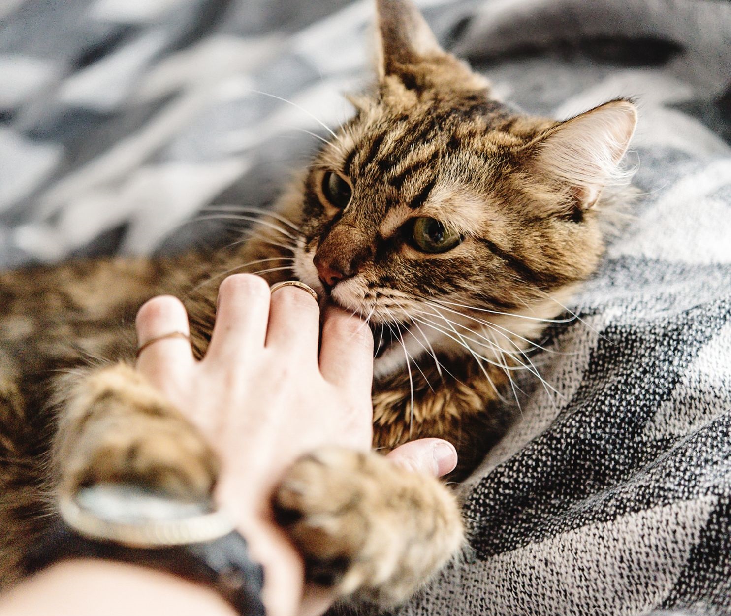 Why Cats Suddenly Bite While Petting Them?