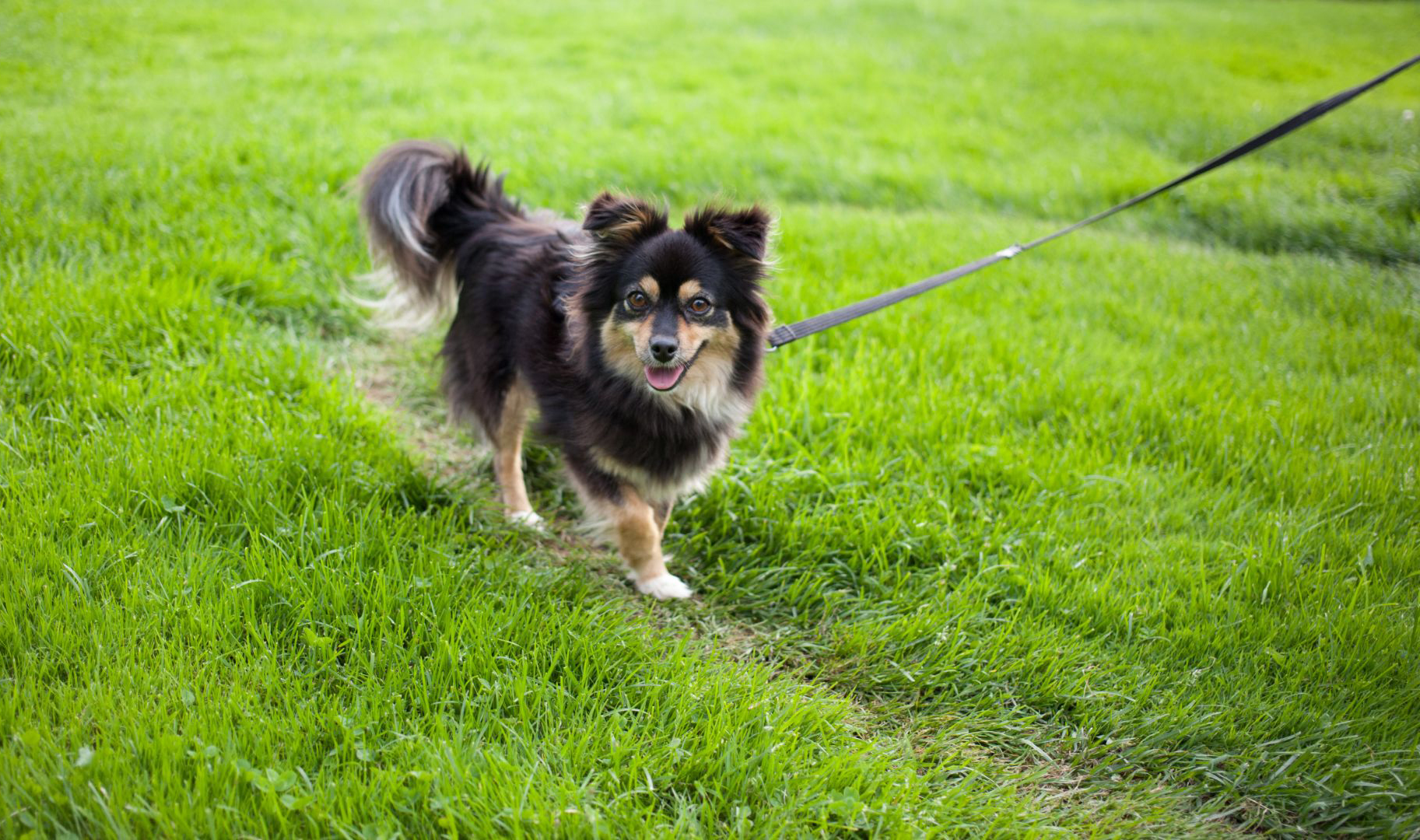 Places to go: Inclusive Parks for Pets in Hong Kong 2022