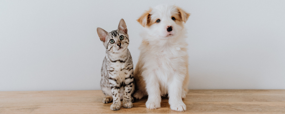 Colostrum can Effectively Enhance and Boost Immunity against Diseases during “Immunity Gap" for Puppies and Kittens