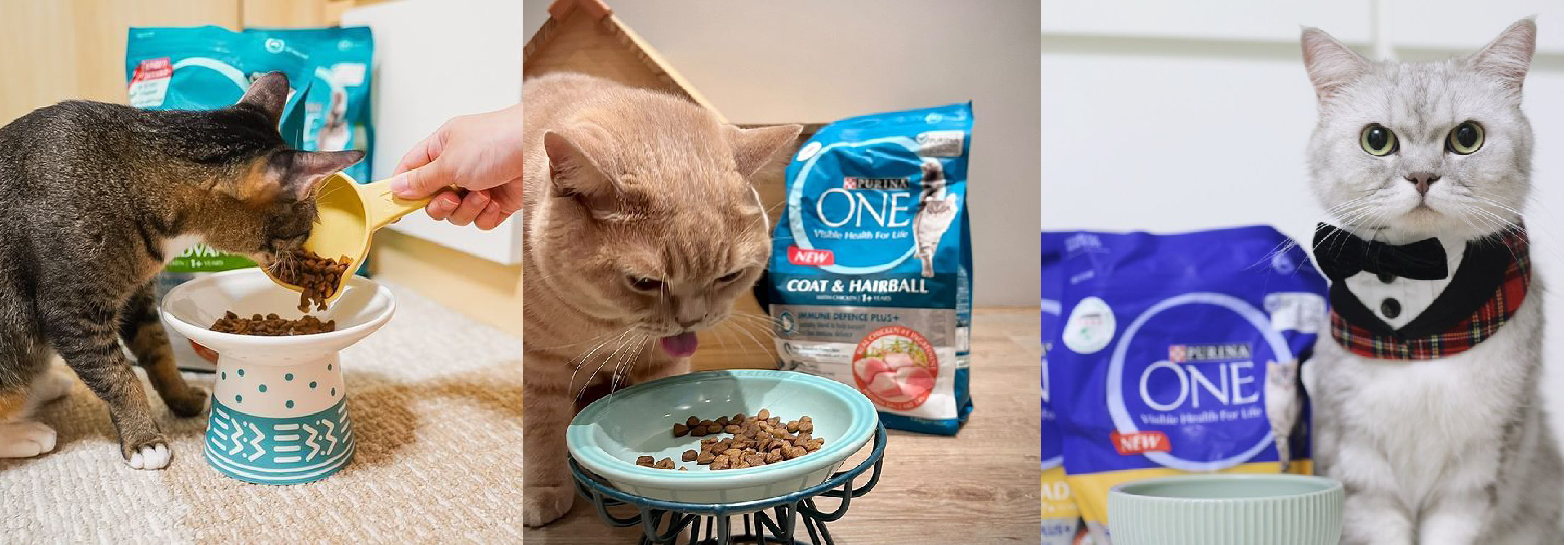 PURINA ONE® 3 Week Challenge | Cat owners experiences with Immune Defence+ Improvement in immunity and overall health