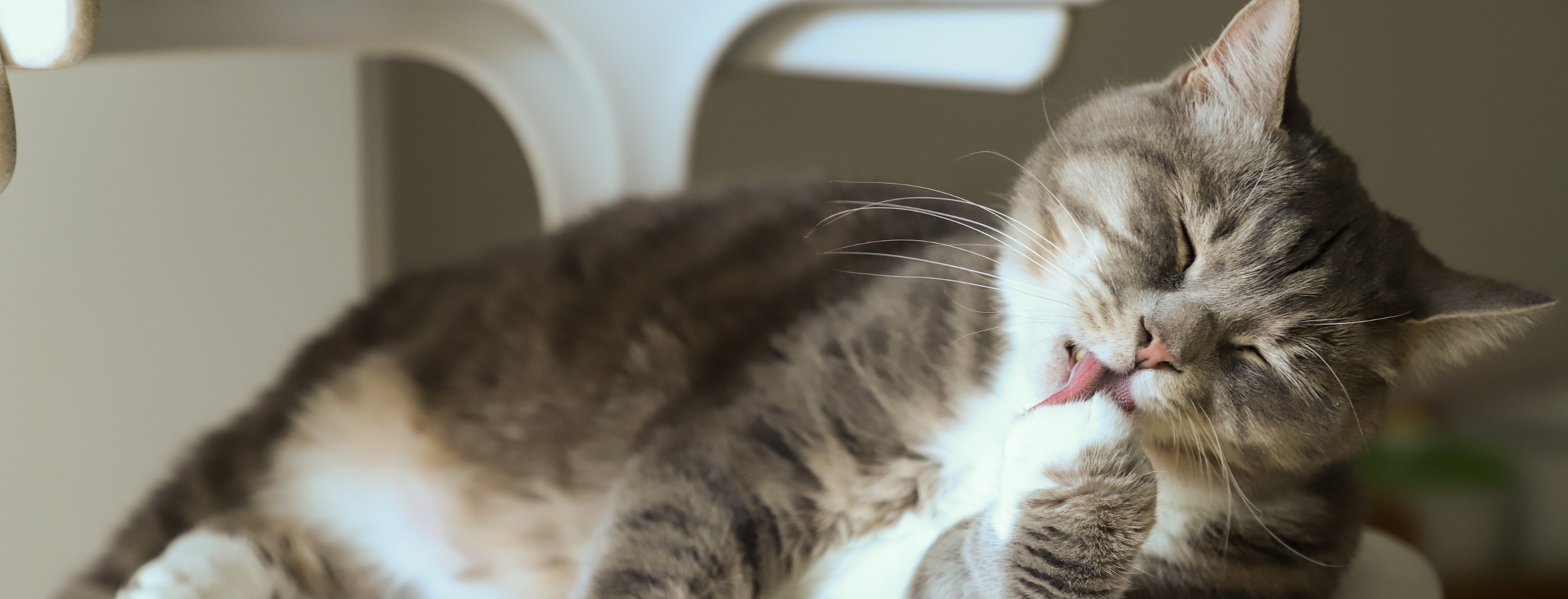 The Correct Concept of Cat Shedding Powder