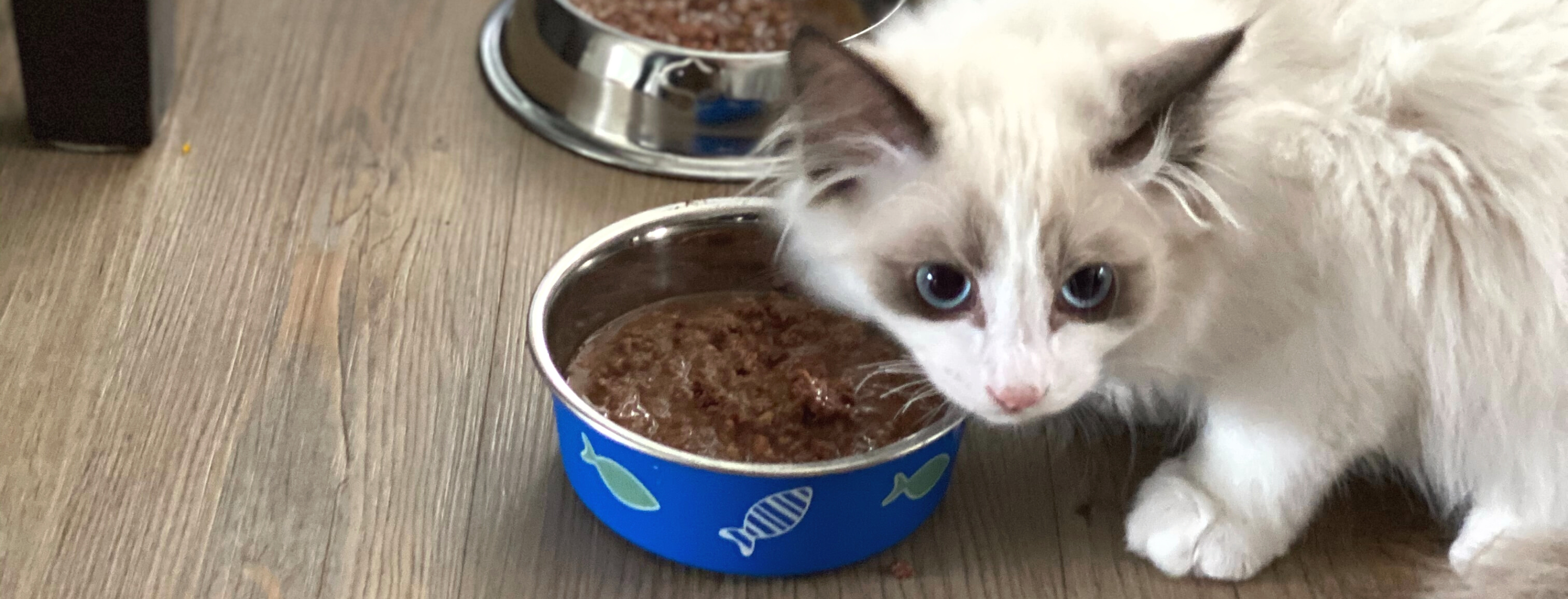 Choosing Right Cat Food