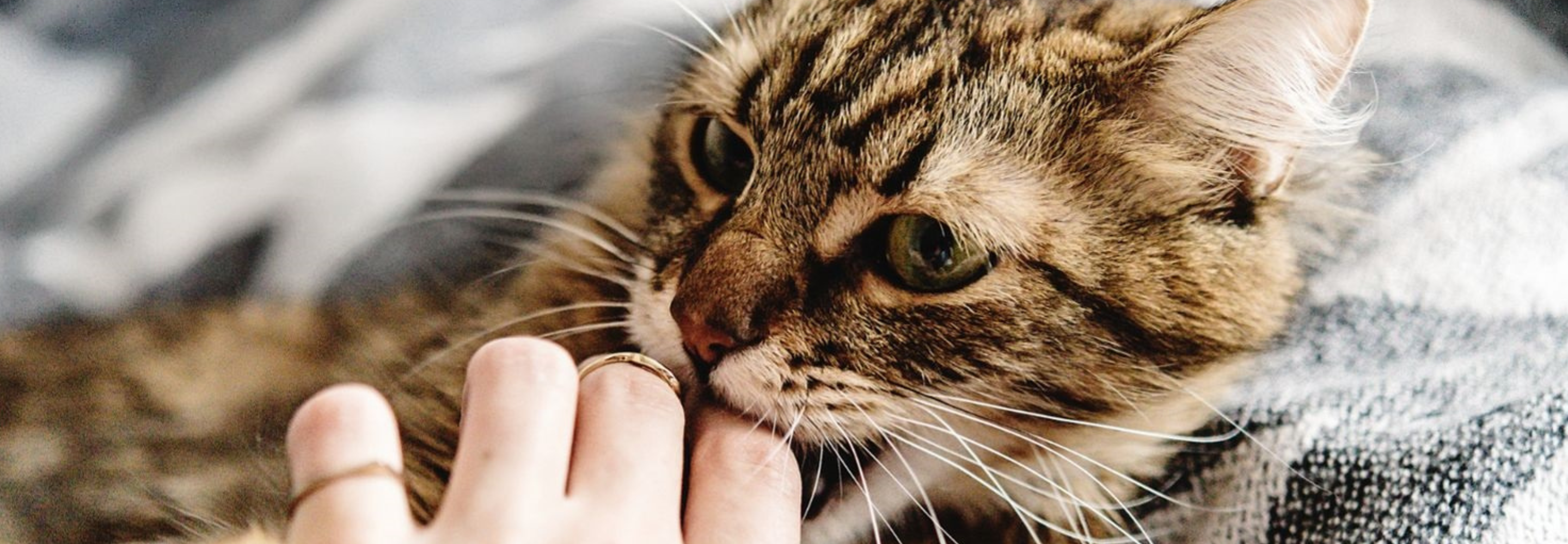Why Cats Suddenly Bite While Petting Them?