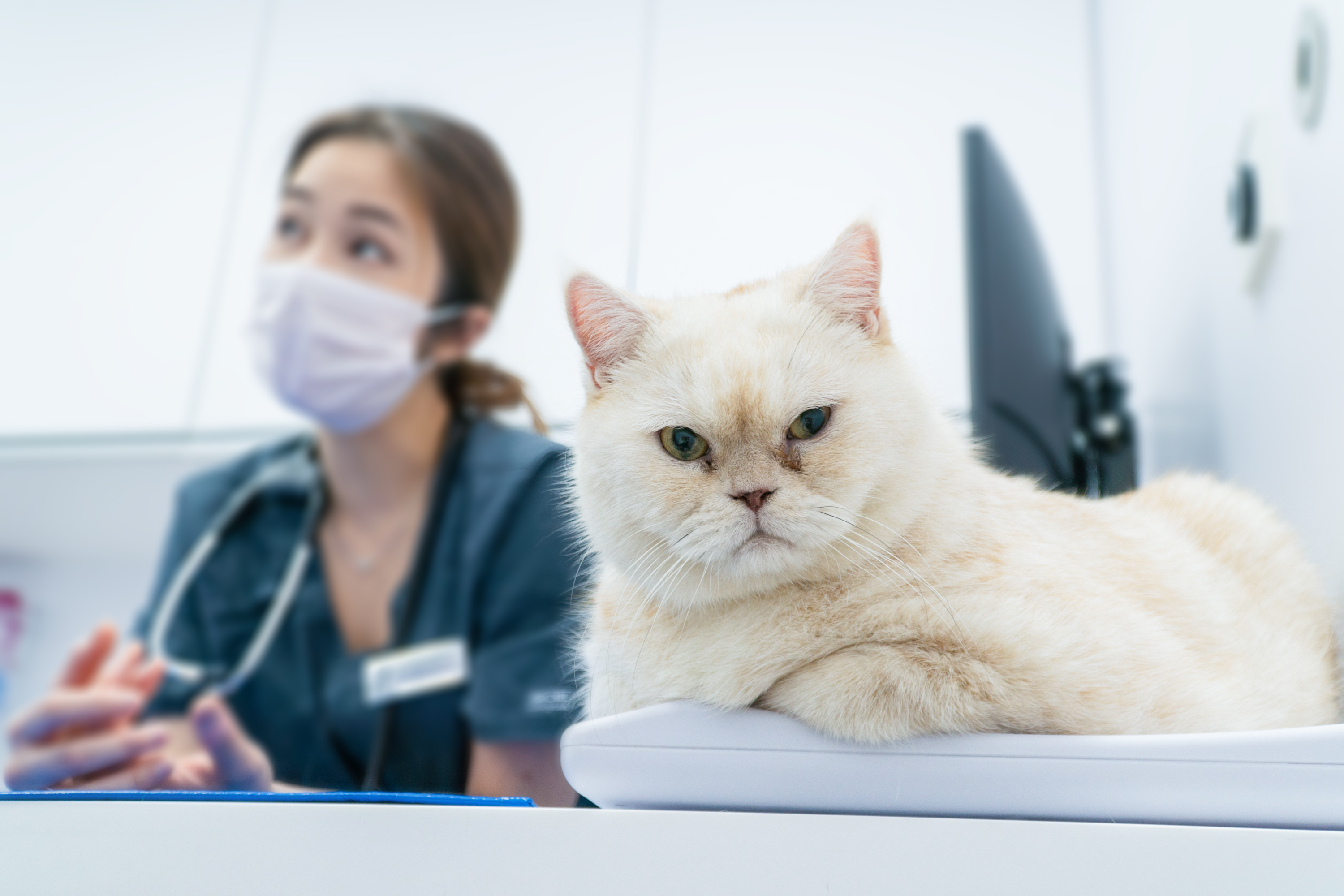 Should cats be vaccinated with Three-in-one vaccine? ｜Cat vaccination Q&A (With Price Reference)