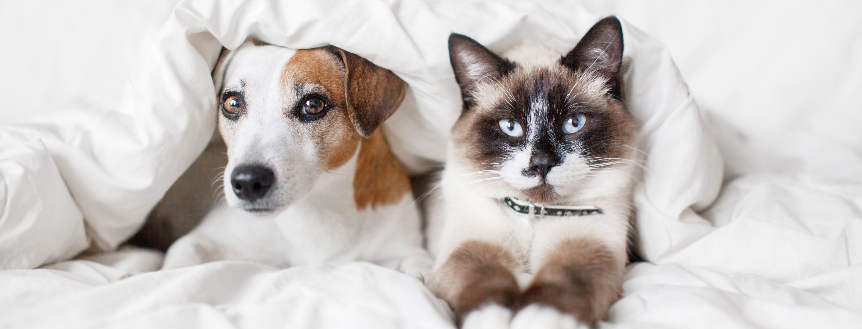 5 Tips to Keep Your Pet Warm in Winter
