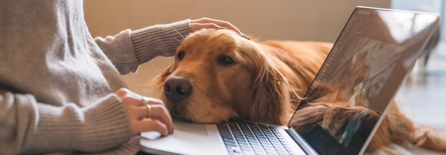 Quarantine at Home with Pets II | 4 Tips to burn the energy of your dogs from Dog Trainer during Work-From-Home