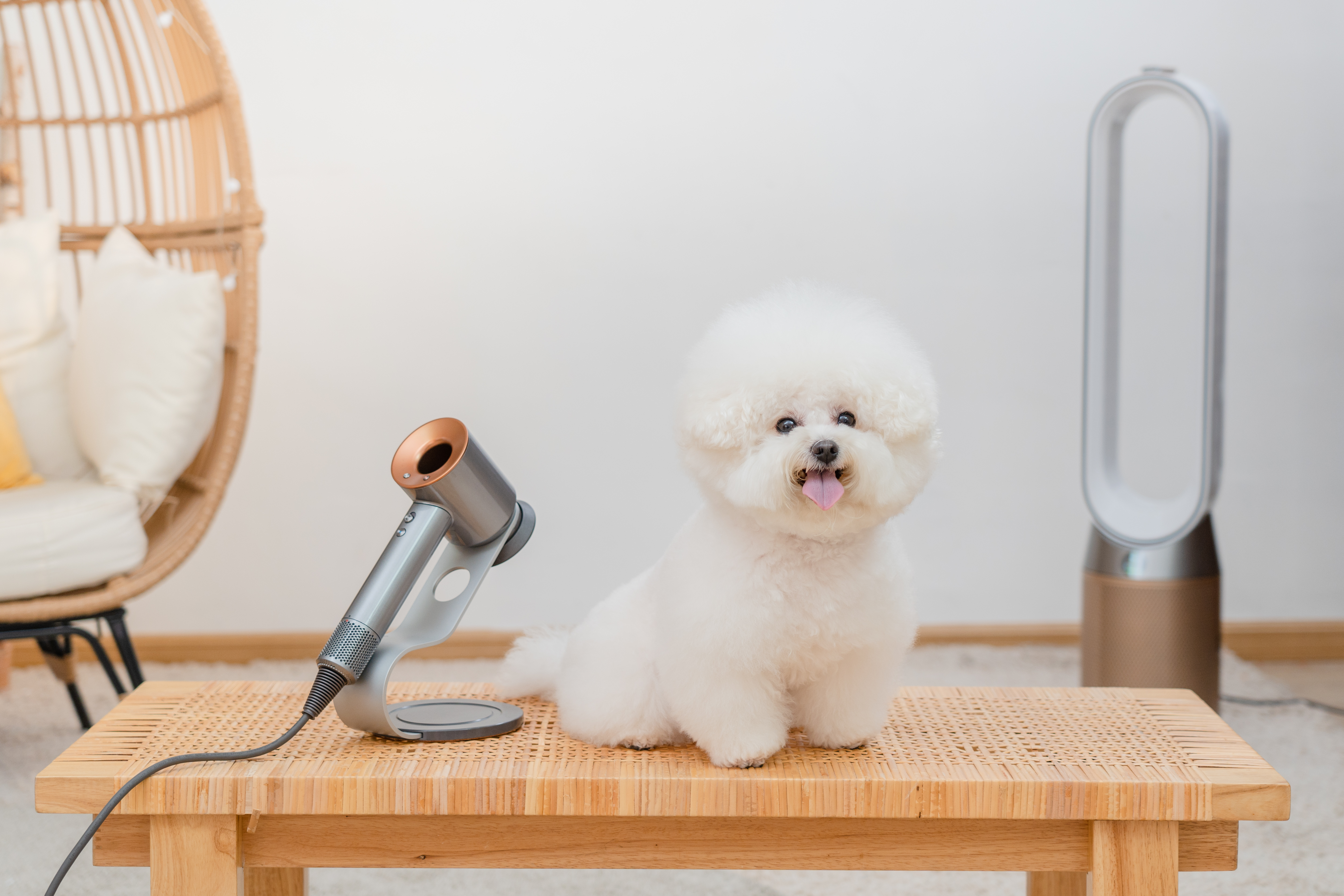 Tips for Pet Grooming | Dyson Perfect Pet Home
