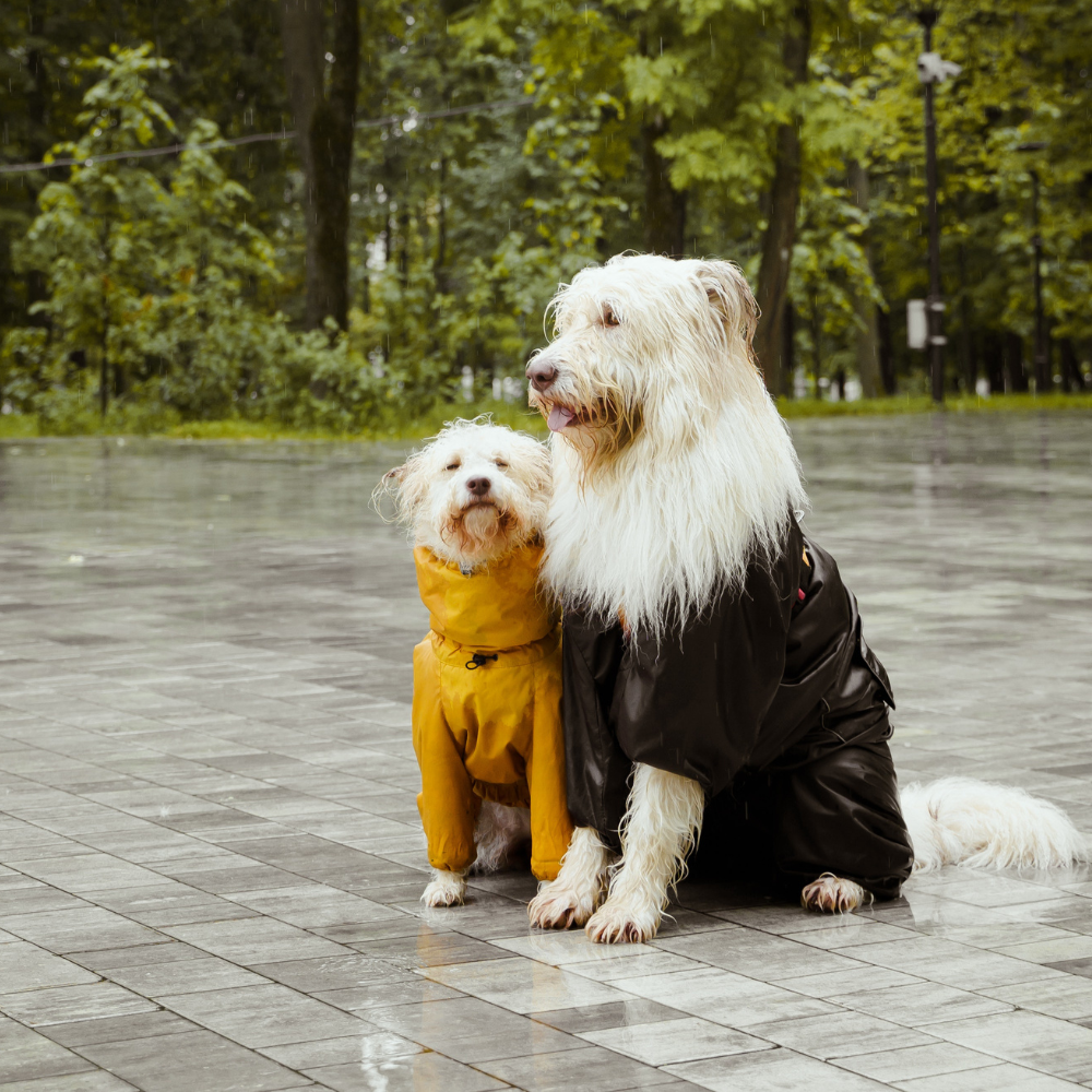 Leptospirosis : Cautious when walking your dog after typhon/heavy rain