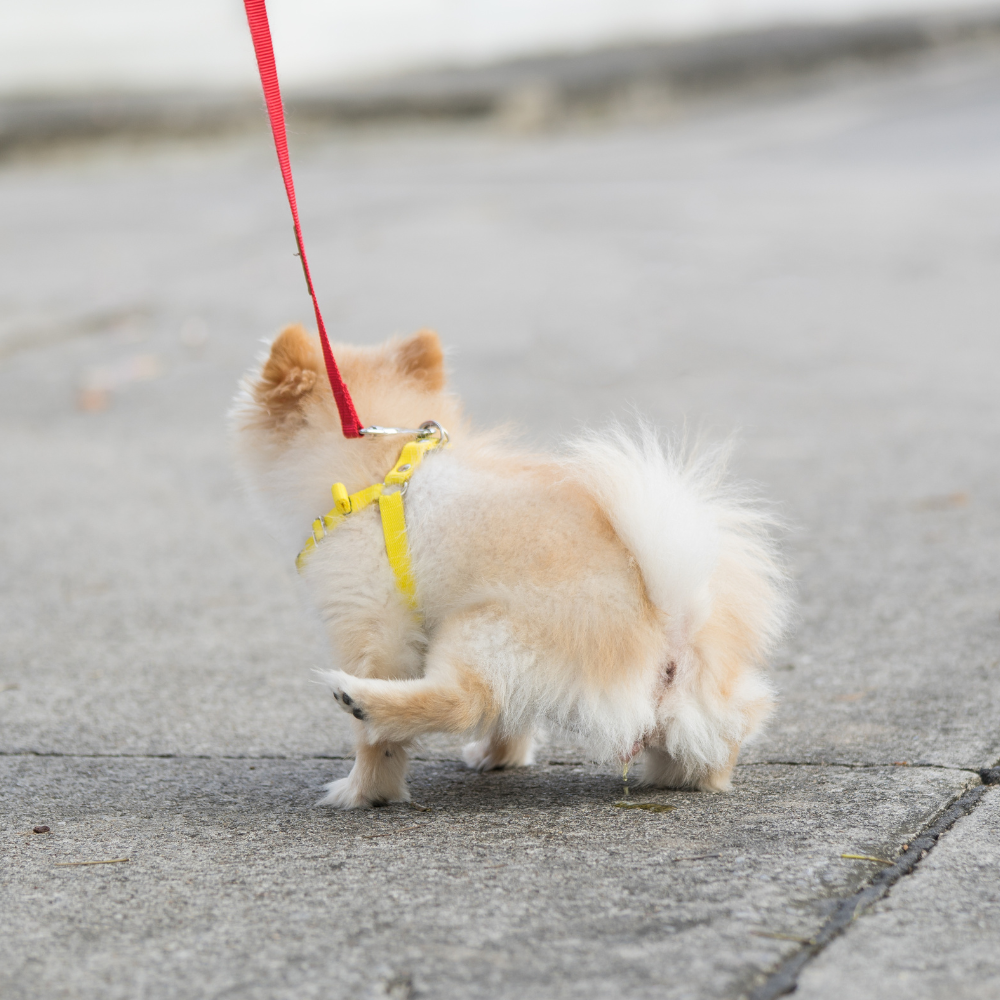 The Rules on Dog Fouling in Hong Kong