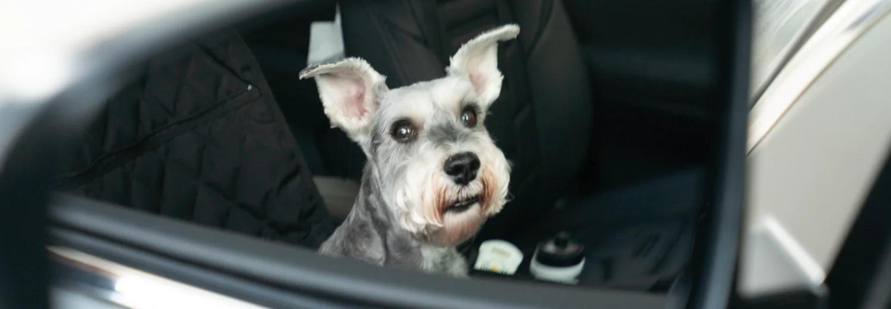 Get Ready to Hit the Road With Your Dog! 7 Must-Have Items for a Fun and Safe Car Ride