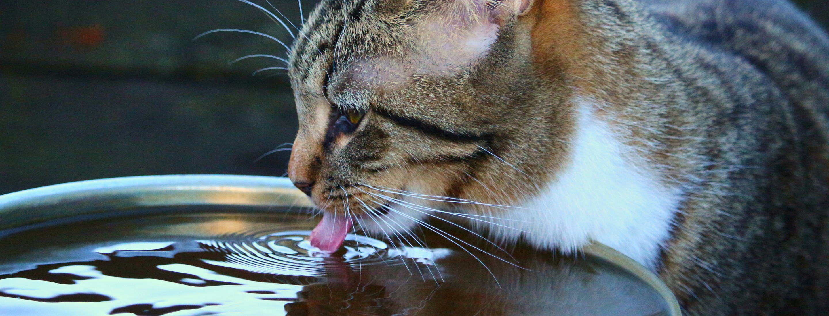 Cat Drinking Tips