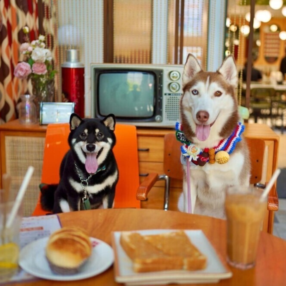 The 8 Recommended Pet-Friendly Chinese Restaurants in Hong Kong