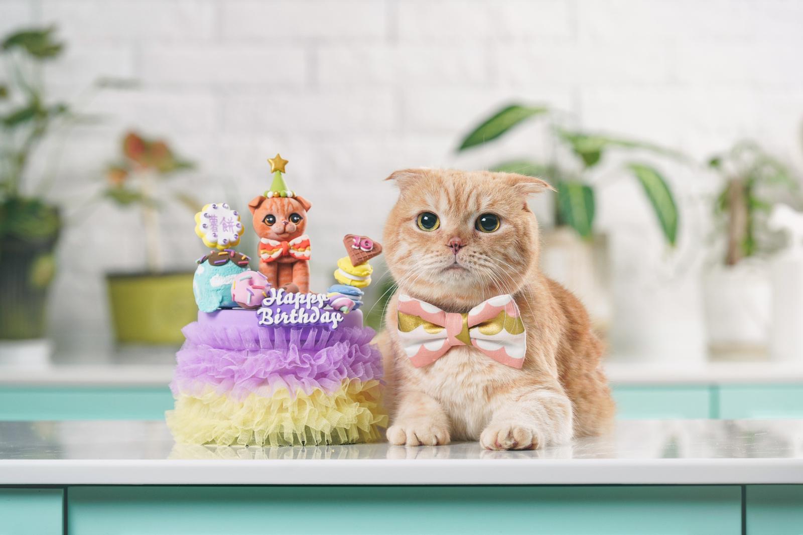 Pet's Pâtisserie: Birthday Treats for your Furkids!