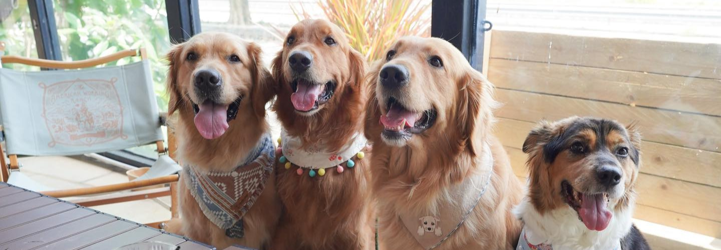Top 8 Large-Dog Pet-Friendly Restaurants + Exclusive Discounts for PET-A-HOOD Members