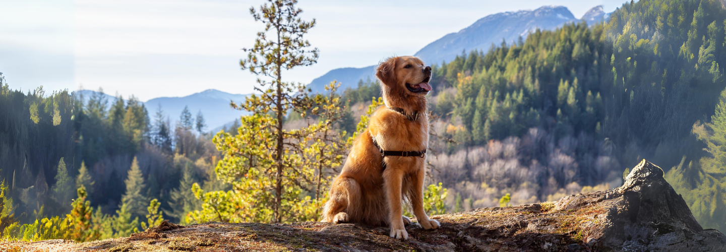 Hiking with your Dog : 6 Essential Safety Tips