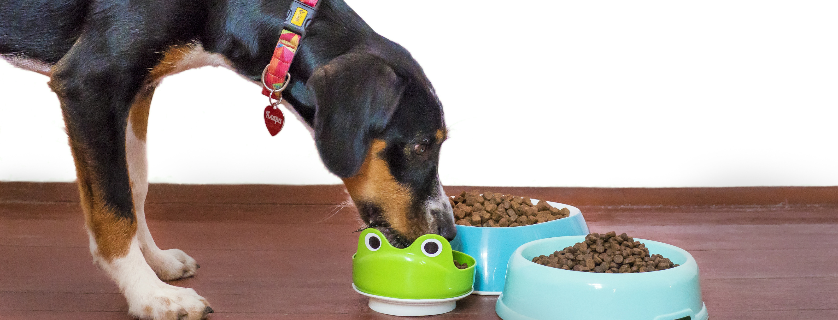 Choosing Right Dog Food