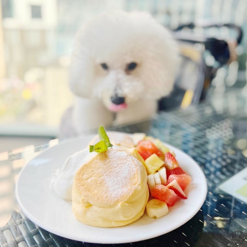 A Happy Pancake (Causeway Bay) - Hong Kong IslandWan Chai District |  PET-A-HOOD Pet Caring Simplified 