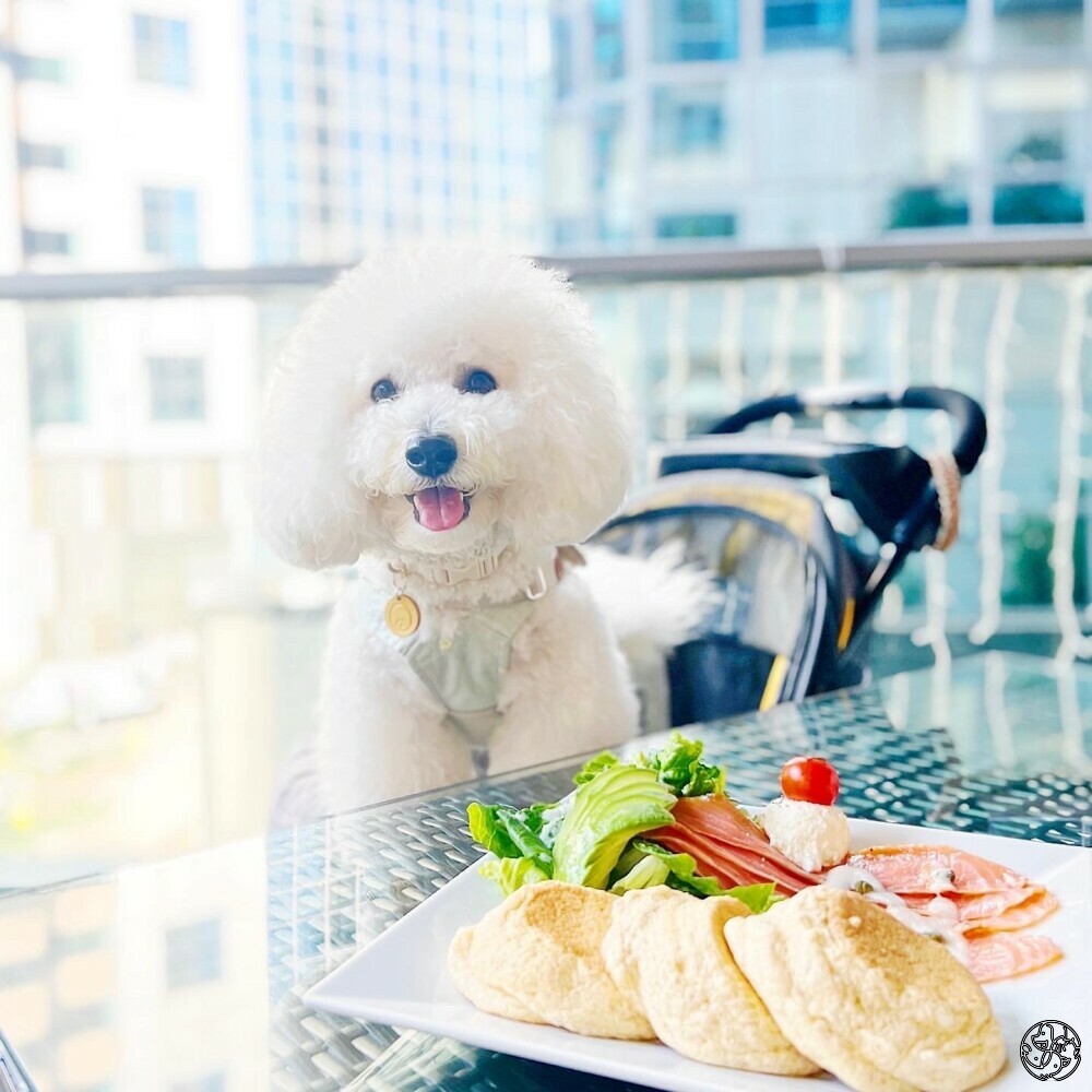 A Happy Pancake (Causeway Bay) - Hong Kong IslandWan Chai District |  PET-A-HOOD Pet Caring Simplified 